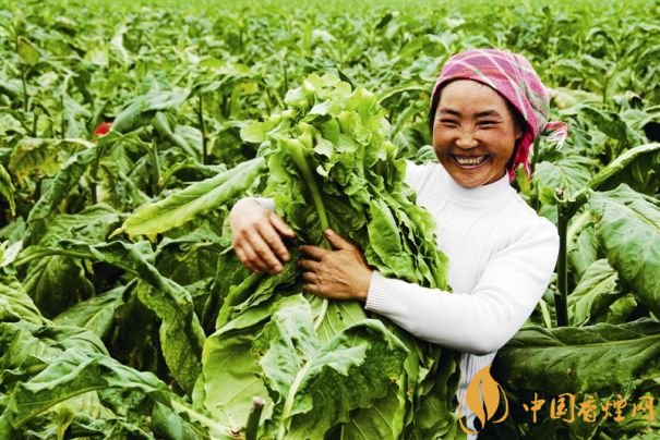 煙葉稅是什么，煙葉稅如何計(jì)算