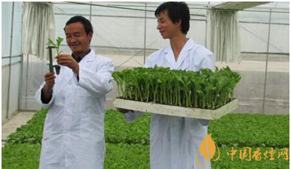 煙草專業(yè)大學排名，煙草專業(yè)就業(yè)前景好