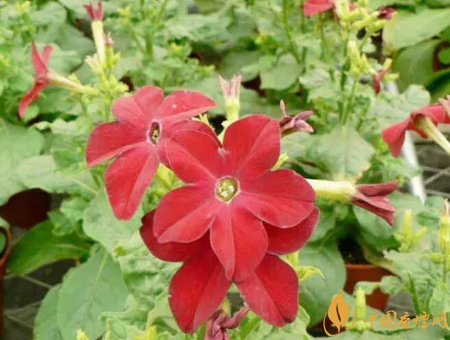 煙草花花語(yǔ)是什么，煙草花什么時(shí)候開(kāi)花