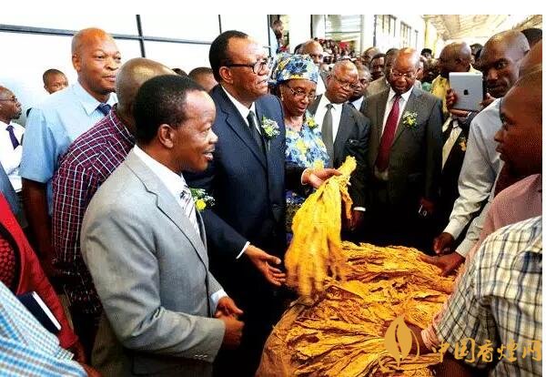 津巴布韋煙葉為什么好，黃金煙葉成為國寶