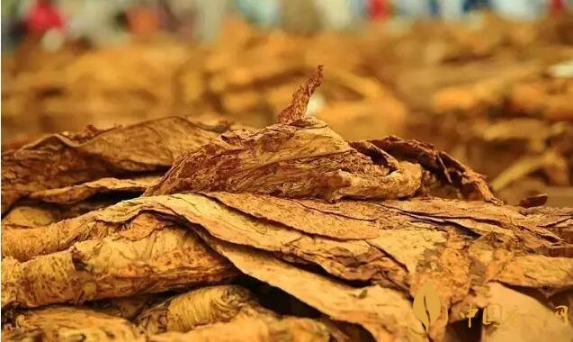 津巴布韋煙葉為什么好，黃金煙葉成為國寶