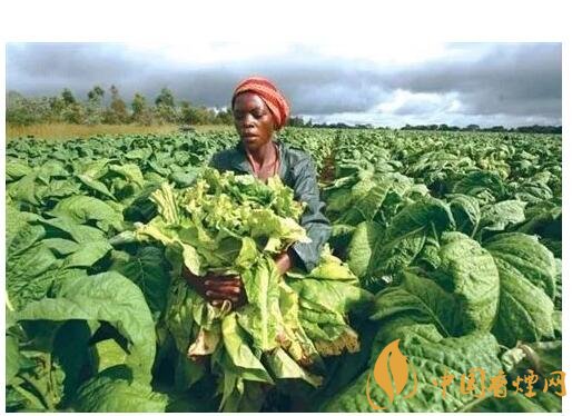 津巴布韋煙葉為什么好，黃金煙葉成為國寶