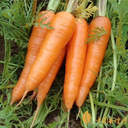 預(yù)防抽煙得肺癌，這些食物降低抽煙傷害