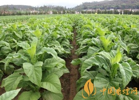 湖南瀏陽煙草局依托G80烤煙特色品種為煙農(nóng)創(chuàng)收9375萬元！