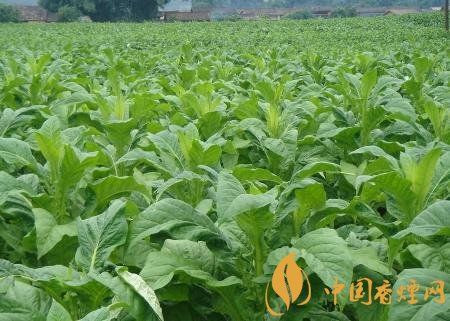 湖南江永連續(xù)4年獲得煙田綠色防控覆蓋率100%！